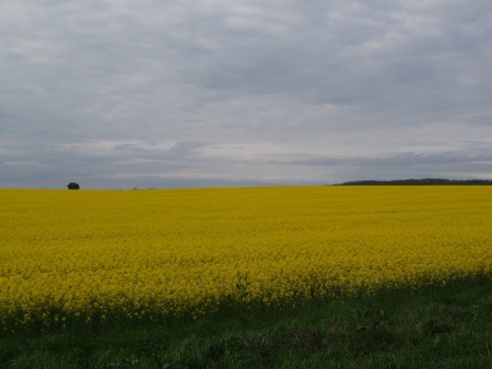 Puszta Ungherese
