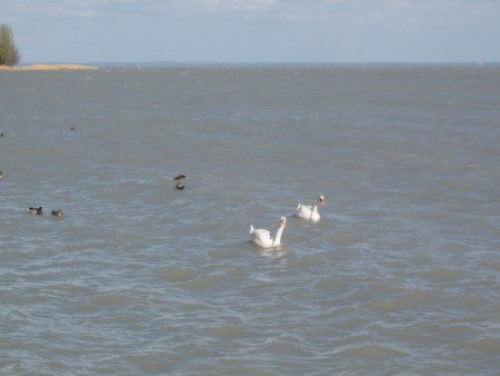 Balaton 