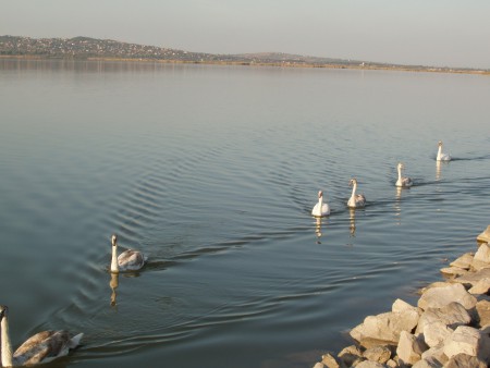 Velence Lake-Swan Family