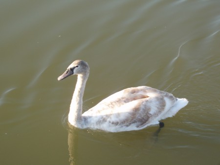 Velence Lake -Swan